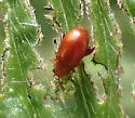 Longitarsus subrufus - photo 2
