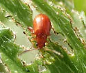 Longitarsus subrufus - photo 3