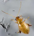 Longitarsus succineus