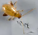 Longitarsus succineus - photo 2