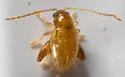 Longitarsus succineus - photo 3