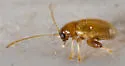 Longitarsus succineus - photo 4