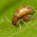 Longitarsus succineus - photo 5
