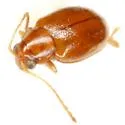 Longitarsus suspectus - photo 2