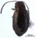 Longitarsus turbatus - photo 2