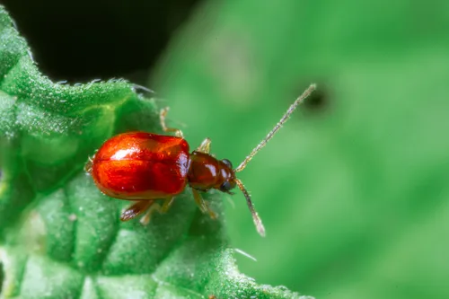 Banded Heliotrope Longitarsus - photo 2
