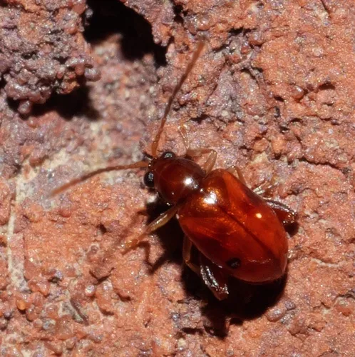 Banded Heliotrope Longitarsus - photo 4