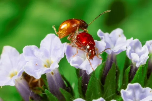 Banded Heliotrope Longitarsus - photo 5