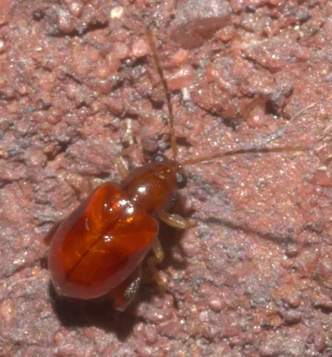 Banded Heliotrope Longitarsus - photo 6