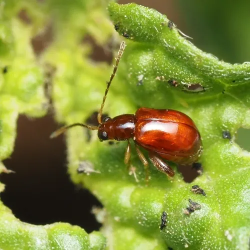 Banded Heliotrope Longitarsus - photo 7