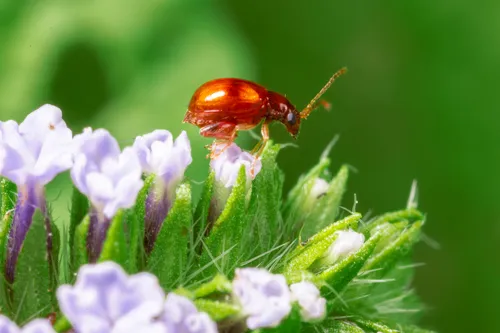 Banded Heliotrope Longitarsus - photo 8