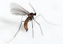Lonicerae lonicera