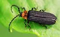 Lopheros crenatus