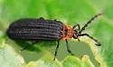 Lopheros crenatus - photo 2