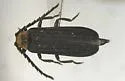 Lopheros crenatus - photo 3