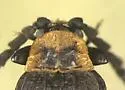 Lopheros crenatus - photo 5