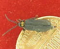 Lopheros fraternus - Lopheros fraternus