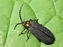 Lopheros fraternus - photo 3