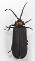 Lopheros fraternus - photo 4