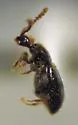 Lophioderus atlanticus - photo 2