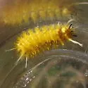 Santa Ana Tussock Moth - Hodges#8216