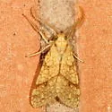 Santa Ana Tussock Moth - Hodges#8216 - photo 3