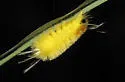 Santa Ana Tussock Moth - Hodges#8216 - photo 4
