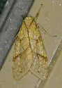 Santa Ana Tussock Moth - Hodges#8216 - photo 5