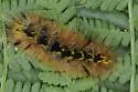 Silver-spotted Tiger Moth - Hodges#8209