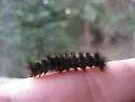 Silver-spotted Tiger Moth - Hodges#8209 - photo 2
