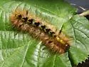 Silver-spotted Tiger Moth - Hodges#8209 - photo 3