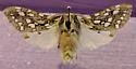 Silver-spotted Tiger Moth - Hodges#8209 - photo 4