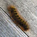 Silver-spotted Tiger Moth - Hodges#8209 - photo 5
