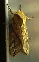 Lophocampa bicolor - Hodges#8211.1