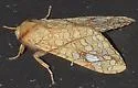Lophocampa bicolor - Hodges#8211.1 - photo 2