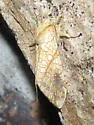 Lophocampa bicolor - Hodges#8211.1 - photo 4