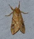 Lophocampa bicolor - Hodges#8211.1 - photo 5