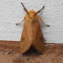 Lophocampa indistincta - Hodges#8215