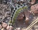 Lophocampa ingens - Hodges#8208