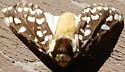 Lophocampa ingens - Hodges#8208 - photo 4