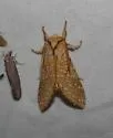 Lophocampa mixta - Hodges#8212