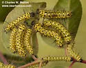 Lophocampa mixta - Hodges#8212 - photo 2
