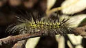 Lophocampa mixta - Hodges#8212 - photo 3