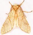 Lophocampa mixta - Hodges#8212 - photo 4
