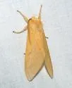 Lophocampa pura - Hodges#8213