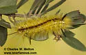 Lophocampa pura - Hodges#8213 - photo 2