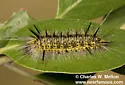 Lophocampa pura - Hodges#8213 - photo 4