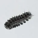 Lophocampa roseata - Hodges#8206 - photo 3