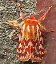 Lophocampa roseata - Hodges#8206 - photo 4