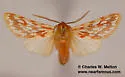 Lophocampa roseata - Hodges#8206 - photo 5